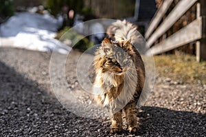 Amazing brown cat walking towards the camera. Beautiful cat in nature environment. brown cat with green eyes in the beautiful