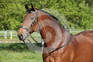 Amazing brown horse with beautiful bridle