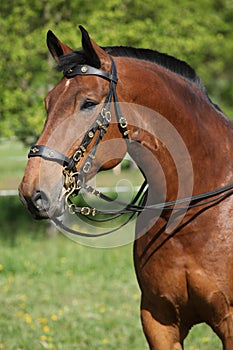 Amazing brown horse with beautiful bridle