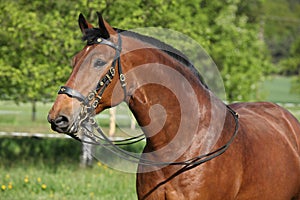 Amazing brown horse with beautiful bridle