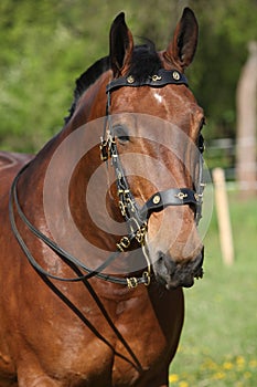 Amazing brown horse with beautiful bridle