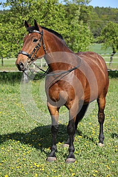 Amazing brown horse with beautiful bridle