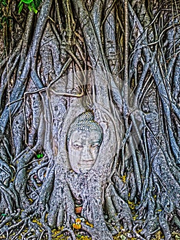 Buddha`s head entwined in banyan tree roots.
