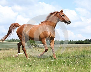 Amazing Budyonny horse running on meadow