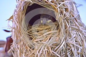 An amazing build nest for the baby-finch's to grow up in Klerksdorp,South,Africa.