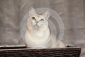 Amazing Burmilla in front of silver blanket