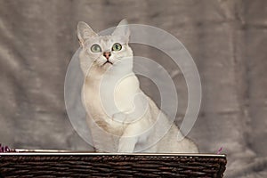 Amazing Burmilla in front of silver blanket