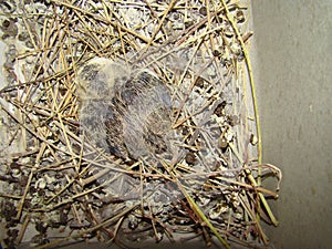 Amazing Camouflage Animals Camouflage birds. Little  dove into the nest, it`s called laughing dove pigeon, dove Close up Baby bi