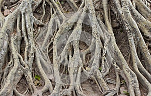 Amazing Chaos Tree Roots