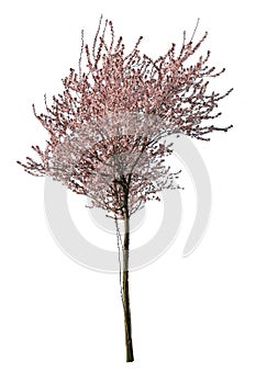 Amazing cherry blossom tree cut out, isolated tree on white background with clipping path