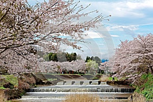 Amazing cherry blossoms along a cascading river in Uda city, Nara, Kansai Area, Japan photo