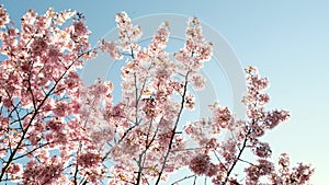 Amazing cherry forest, pink and blue nature colors. Concept of spring holiday