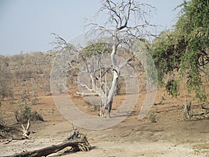 The amazing Chobe National Park.