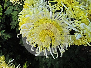Amazing chrysanthemums of the queen of autumn. photo