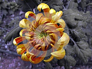 Orange soul of chrysanthemum. photo