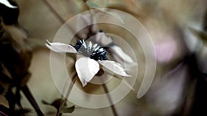 Amazing clematis flower colorized