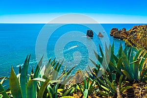 Amazing cliffs above Algarve coastline and agave succulent plant neer Lagos city in Portugal, Europe