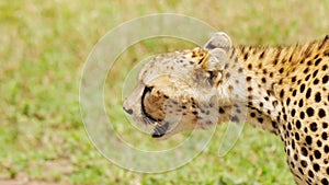 Amazing close portrait of cheetah face prowling in search of prey. Wildcat sneaking slowly in tall grass of african