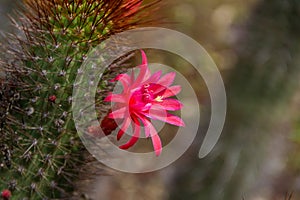 Amazing close-up of a beautiful magenta bloom on a flowering cactus