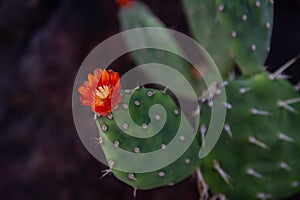 Amazing close up of a blooming prickly pear cactus, the state flower of Texas