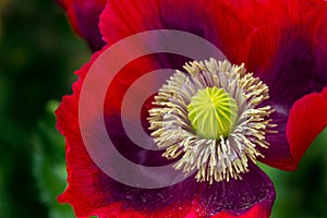 Amazing close up of the details of a bright red or magenta and purple Opium Poppy flower