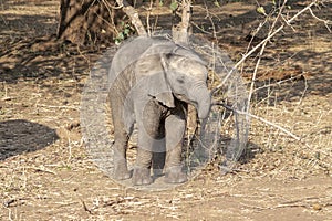 Amazing close up of an elephant cub on the sandy banks of an African river