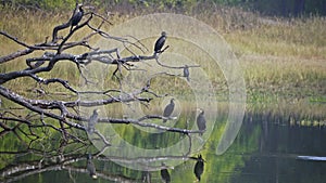 An amazing close-up of a flock of wild Indian cormorants