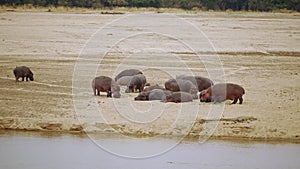 Amazing close-up of a group of hippos