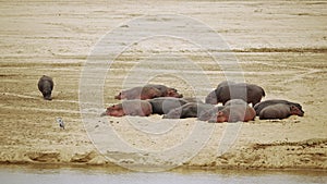 Amazing close-up of a group of hippos