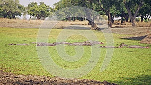 Amazing close-up of a group of hippos