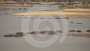 Amazing close-up of a group of hippos