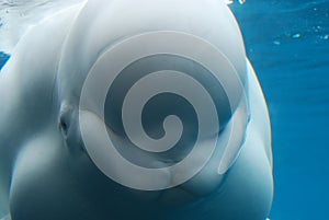 Amazing Close-Up Look at the Beluga Whale Underwater