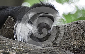 Amazing Close-up Look at the Face of a Colobus Monkey