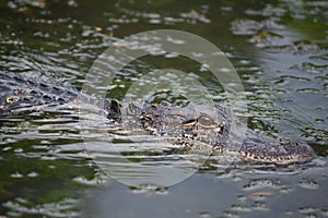 Amazing Close Up Look Into the Face of a Swamp Gator