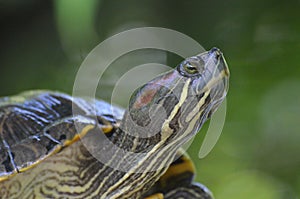 Amazing Close-Up Painted Turtle Resting