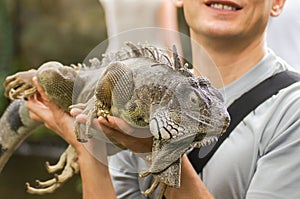 Amazing close up photo man holding in his arms green lizard iguana on background scenic tropical green nature at sunny summer day