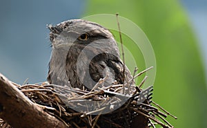 Amazing Close Up of a Tawny Frogmouth in a Nest