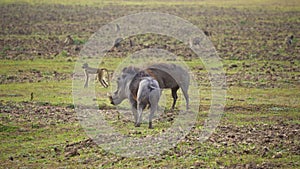 Amazing close-up of two warthogs fighting