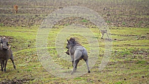 Amazing close-up of two warthogs fighting