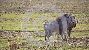 Amazing close-up of two warthogs fighting