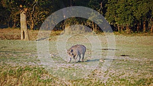 Amazing close-up of a warthog eating