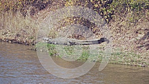 Amazing close-up of a wild crocodile