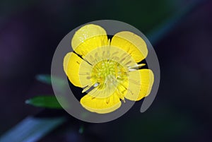 Amazing close-up of yellow flower