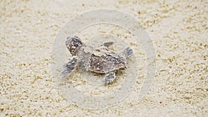 Amazing closeup of baby sea turtle