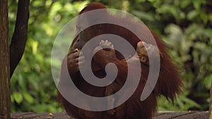 Amazing closeup of orang utan mother with the cub