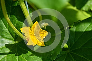 Amazing closeup on a plant in a nature