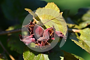 Amazing closeup on a plant in a nature