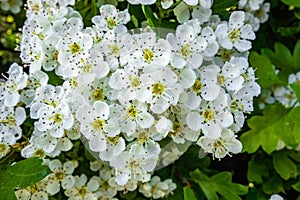 Amazing closeup shot of a beautiful Multiflora rose