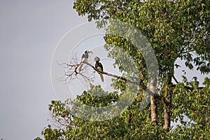 Amazing closeup of two wild oriental pied hornbills