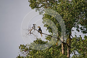 Amazing closeup of two wild oriental pied hornbills